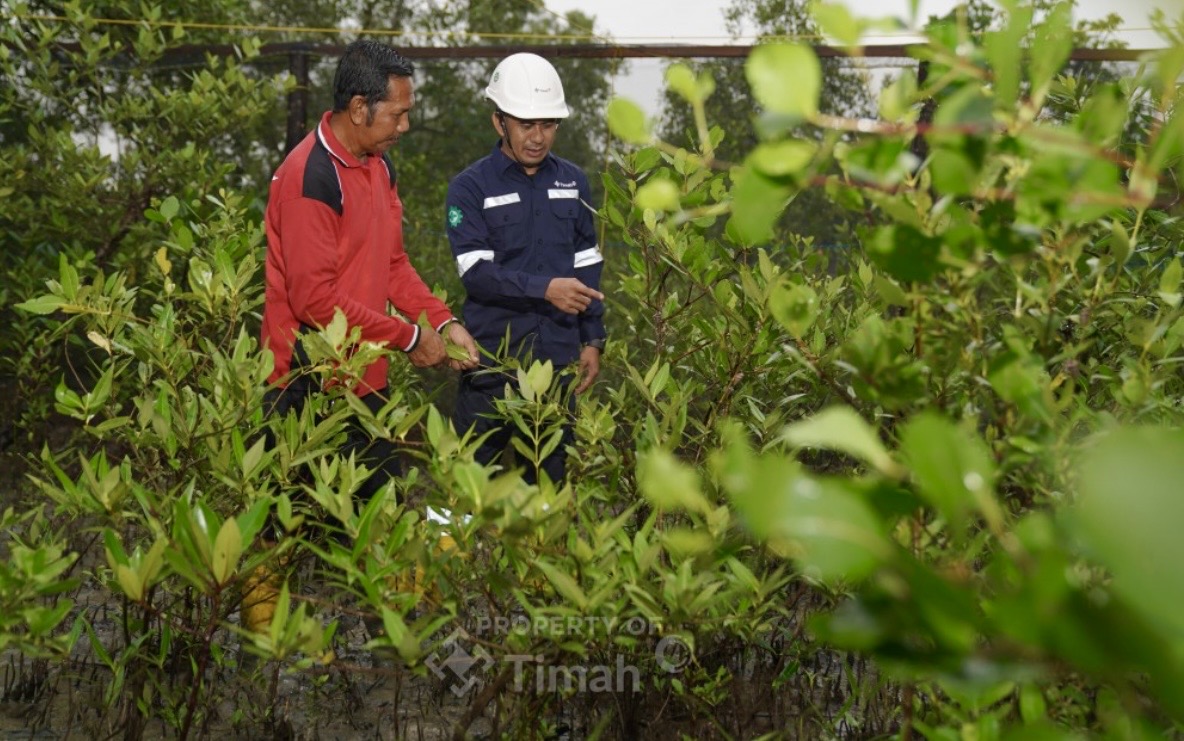 Upaya pemulihan lingkungan sekaligus penguatan ekonomi masyarakat terus dilakukan PT Timah Tbk melalui program “Seribu Pohon untuk Negeri”.(Foto: Istimewa)