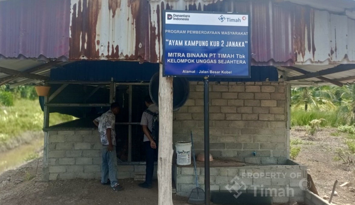 Sejak dibina pada 2025, Kelompok Unggas Sejahtera mengalami perkembangan signifikan, baik dari sisi jumlah ternak maupun kemampuan produksi, komitmen PT Timah (Persero) Tbk dalam memberdayakan masyarakat.(Foto: Istimewa)