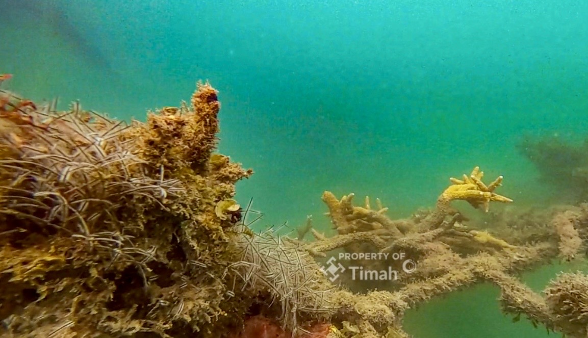 Dalam pengelolaan lingkungan darat, PT Timah (Persero) Tbk, menjalankan program reklamasi melalui penanaman dan penghijauan secara berkelanjutan.(Foto: Istimewa)