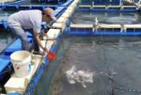PT Timah Persero Tbk terus mendukung pemberdayaan masyarakat pesisir, salah satunya melalui pembinaan kelompok pembudidaya ikan (Pokdakan) Tuah Bersatu di Desa Sawang Laut, Kecamatan Kundur Barat, Kabupaten Karimun, yang kini berhasil mengembangkan budidaya kakap putih sebagai sumber pendapatan tambahan bagi nelayan.(Foto: Istimewa)