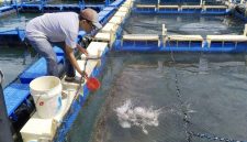 PT Timah Persero Tbk terus mendukung pemberdayaan masyarakat pesisir, salah satunya melalui pembinaan kelompok pembudidaya ikan (Pokdakan) Tuah Bersatu di Desa Sawang Laut, Kecamatan Kundur Barat, Kabupaten Karimun, yang kini berhasil mengembangkan budidaya kakap putih sebagai sumber pendapatan tambahan bagi nelayan.(Foto: Istimewa)