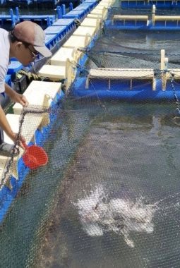 Pendampingan PT Timah, Budidaya Kakap Putih di Sawang Laut Berkembang, Tingkatkan Ekonomi Nelayan