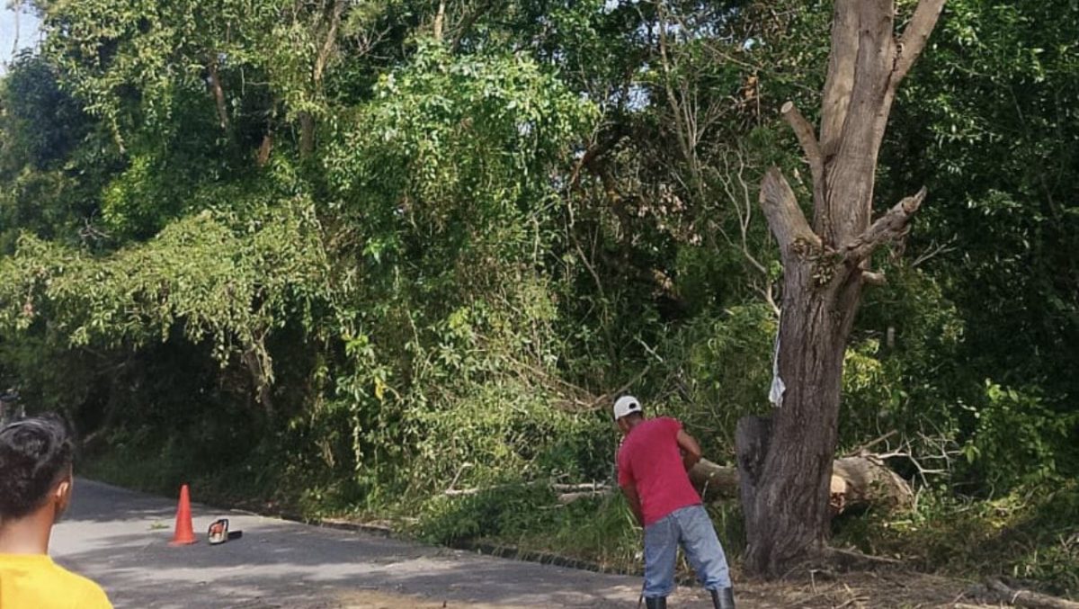 Aktivitas pemangkasan dahan pohon di Kelurahan Sungai Pasir berujung tak terduga setelah memicu padamnya aliran listrik secara mendadak di sejumlah kawasan Kecamatan Meral, Minggu (28/6).(Foto: Junizar)