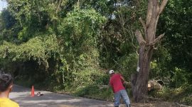 Aktivitas pemangkasan dahan pohon di Kelurahan Sungai Pasir berujung tak terduga setelah memicu padamnya aliran listrik secara mendadak di sejumlah kawasan Kecamatan Meral, Minggu (28/6).(Foto: Junizar)