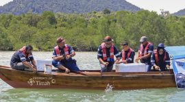 Menghidupkan kembali pesisir Karimun tak melulu soal menanam mangrove. Bergerak lebih jauh, PT Timah (Persero) Tbk secara konsisten melakukan restocking kepiting bakau demi mengembalikan keseimbangan satwa penjaga ekosistem di Kepulauan Riau.(Foto: Istimewa)