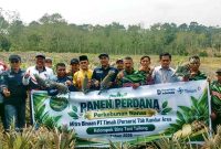 Panen perdana 5.000 batang nanas hasil budidaya Kelompok Tani Bina Tani Tailong binaan PT Timah Tbk di Kundur Barat, resmi dimulai untuk mendongkrak ekonomi warga setempat.(Foto: Istimewa)
