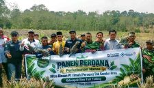 Panen perdana 5.000 batang nanas hasil budidaya Kelompok Tani Bina Tani Tailong binaan PT Timah Tbk di Kundur Barat, resmi dimulai untuk mendongkrak ekonomi warga setempat.(Foto: Istimewa)