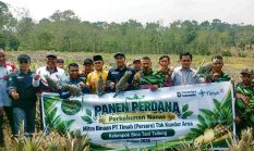 Panen 5.000 Batang, Nanas Hasil Tani Kundur Mulai Penuhi Pasar Batam