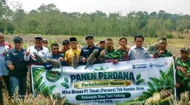 Panen perdana 5.000 batang nanas hasil budidaya Kelompok Tani Bina Tani Tailong binaan PT Timah Tbk di Kundur Barat, resmi dimulai untuk mendongkrak ekonomi warga setempat.(Foto: Istimewa)